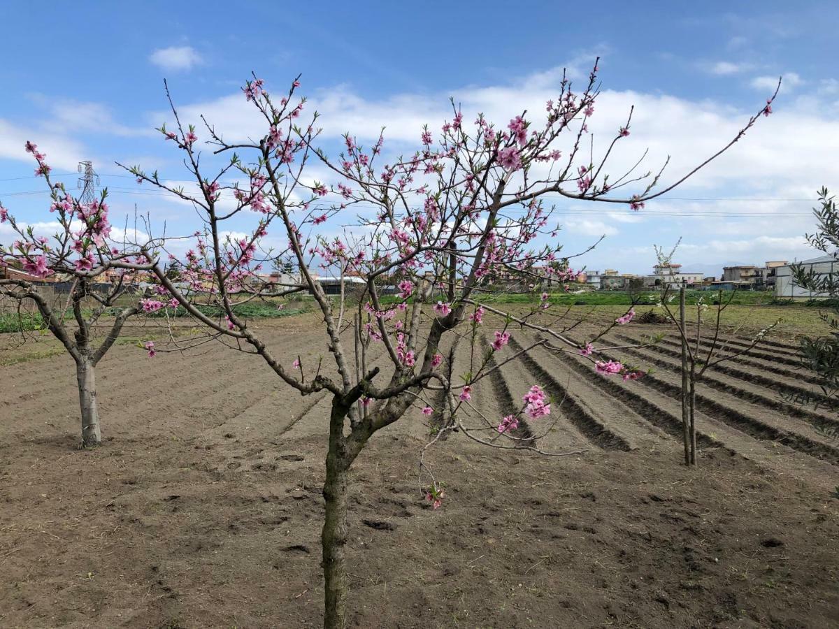 Il Giardino Di Nonno Agostino Bed & Breakfast กาสเตลลัมมาเร ดิ สตาเบีย ภายนอก รูปภาพ